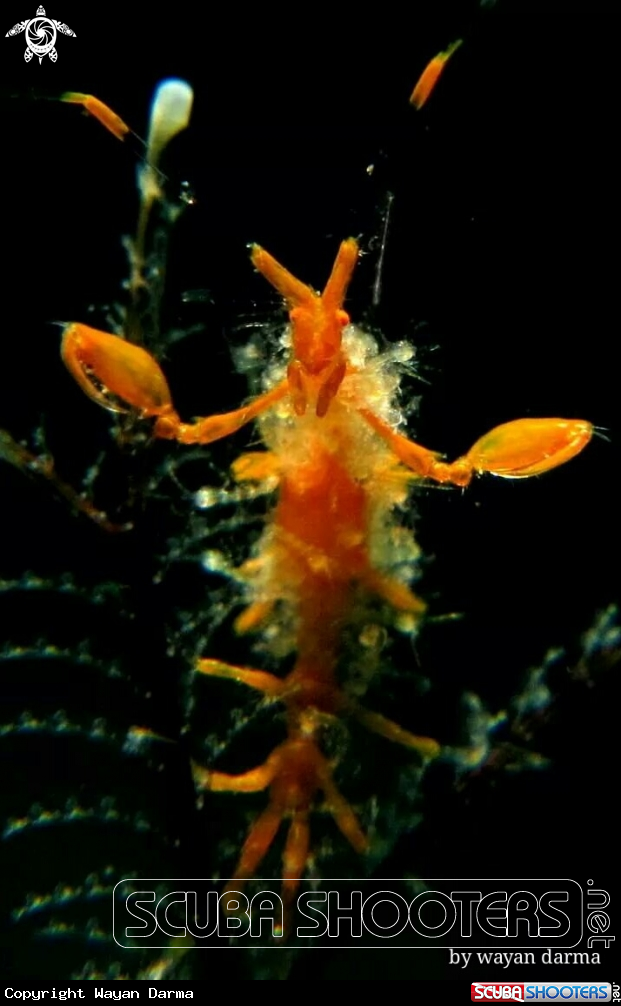 Skeleton shrimp 