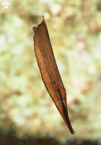 A Aeoliscus strigatus | Razorfish