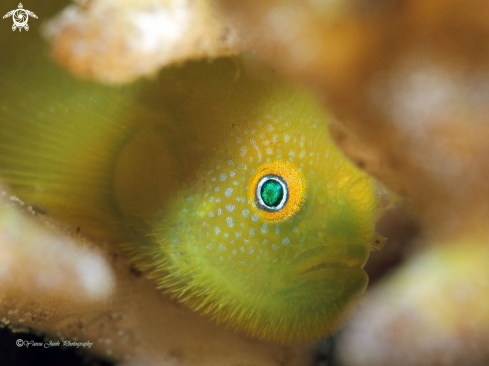 A Hairy Goby