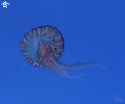 A Pelagia Noctiluca | medusa
