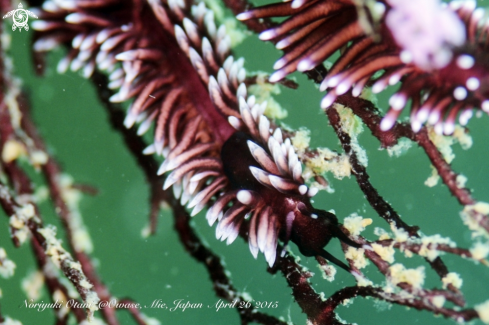 A Protaeolidiella atra | Nudibranch
