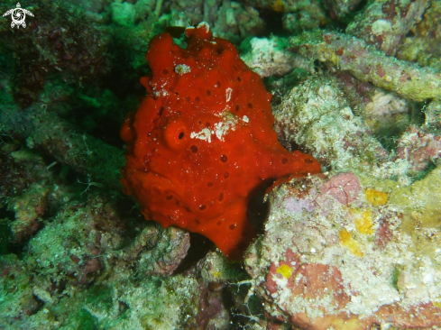A Red Frogfish