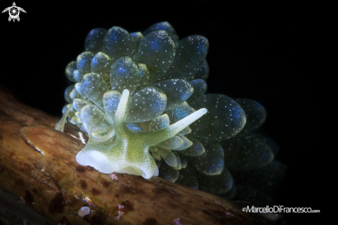A  Hercolania coerulea | Nudibranch
