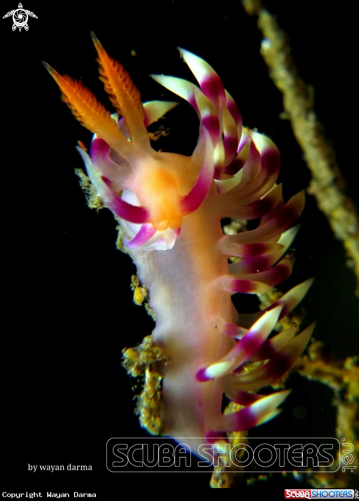 nudibranch 