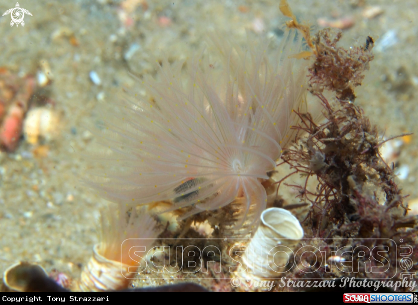 Featherduster worm