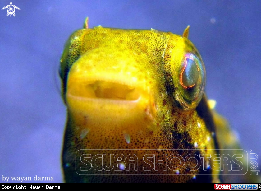 yellow goby