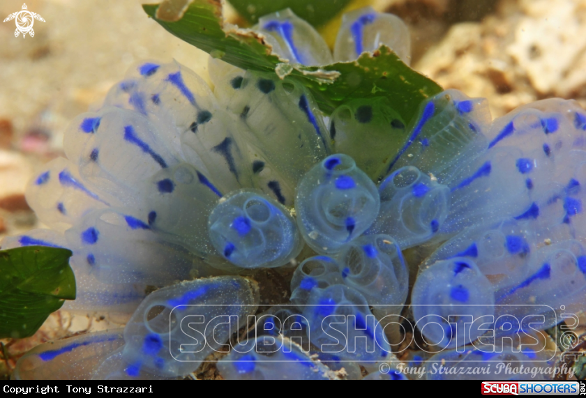 Blue ascidian