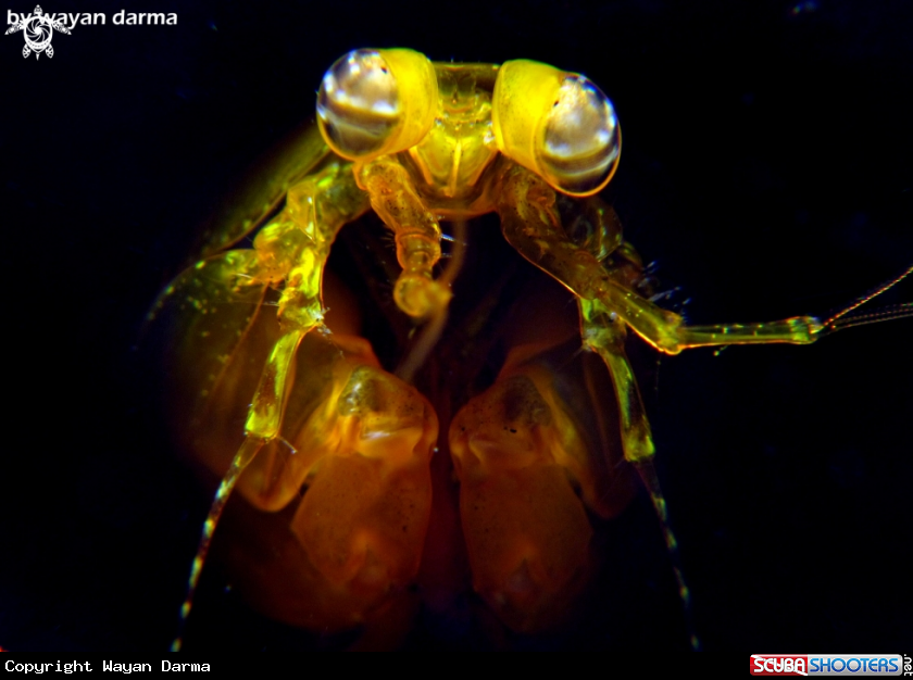 Mantis shrimp 