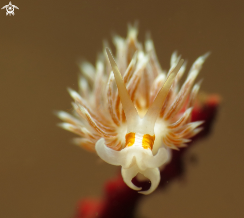 A cratena ap | nudibranch 