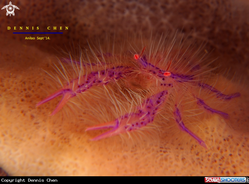 Pink Hairy Squat Lobsters - Lauriea siagiani