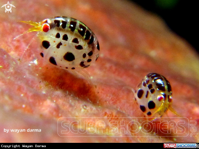 ladybugs 