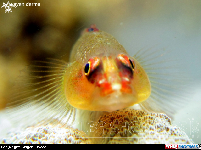 goby 