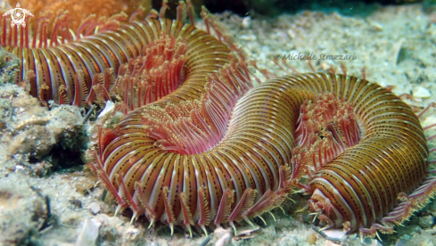 A Polychaeta | Annelid Worm