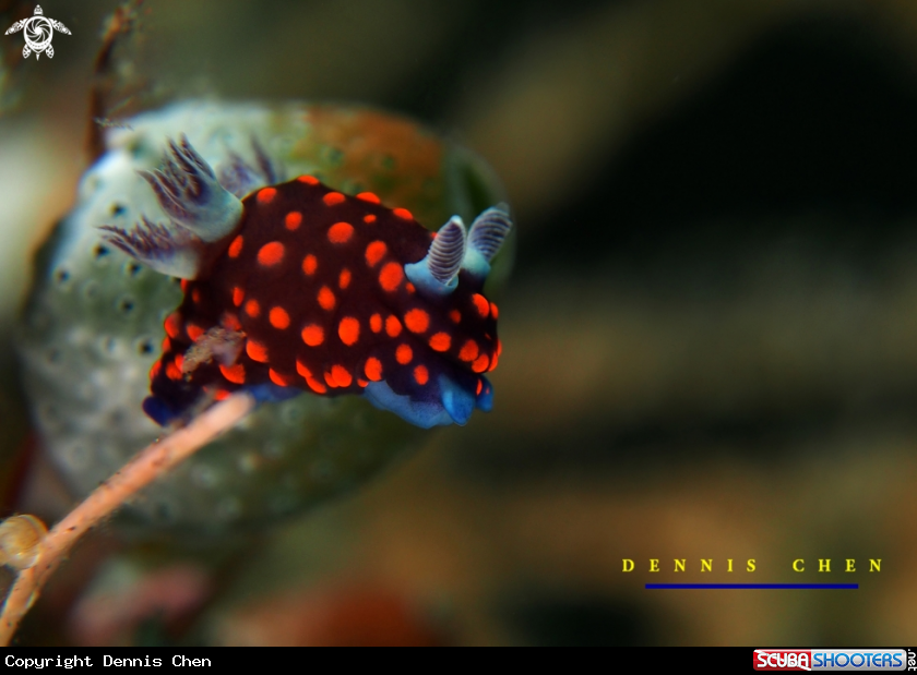 Red-spotted