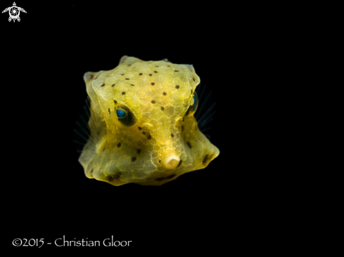 A Ostracion cubicus | Juvenile  yellow boxfish