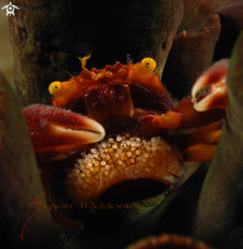 A Quadrella maculosa | Black Coral Crab holding egg