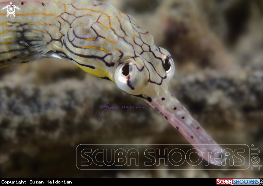 A Network Pipefish