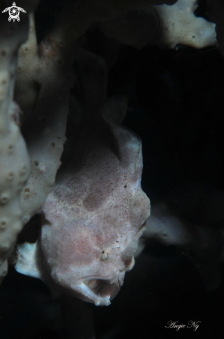 A Frogfish | Frogfish
