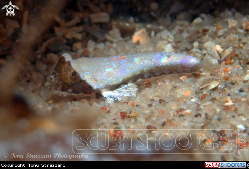 Juvenile stinkfish