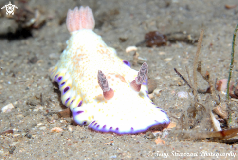 A Gold-Spotted Chromodorid
