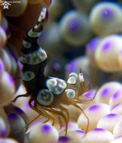 A sexy dance shrimp 