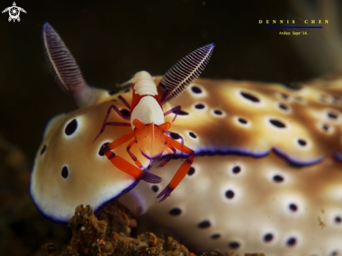A Imperial shrimp (Periclimenes imperator) on Hypselodoris tryoni