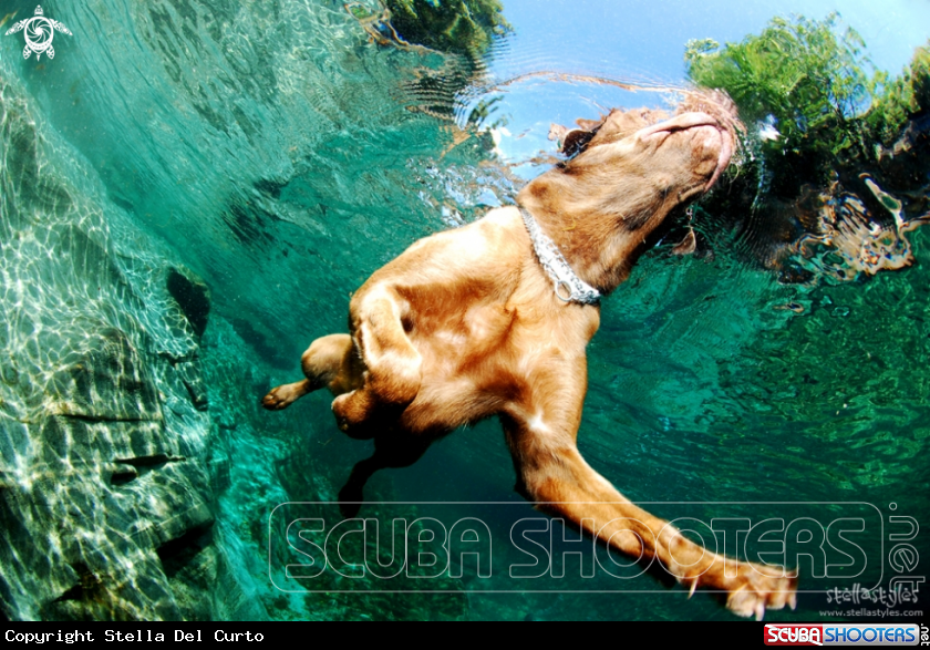 Swimmer Dog