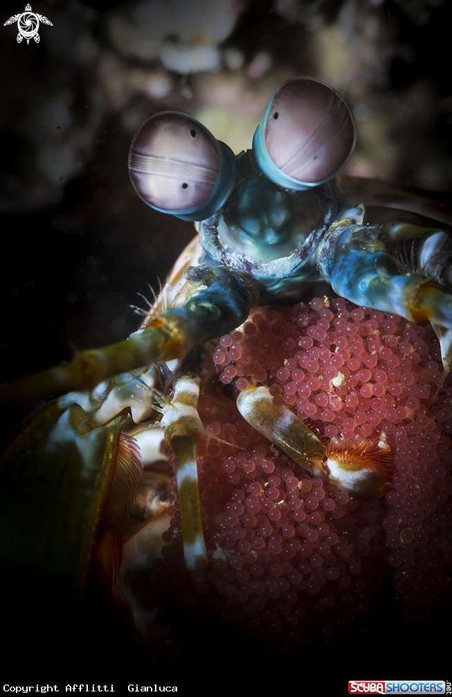 A eggs of mantis shrimp