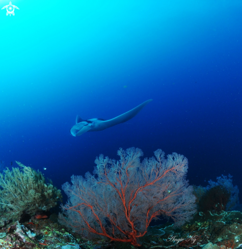 A Manta Birostris | Manta Ray with Gorgonian Sea Fan in the forground