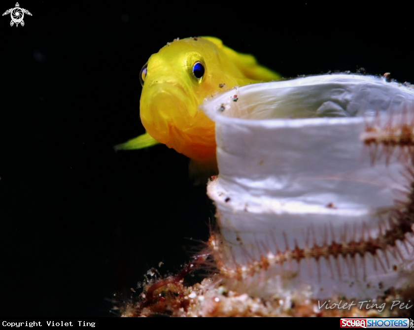 Yellow Goby