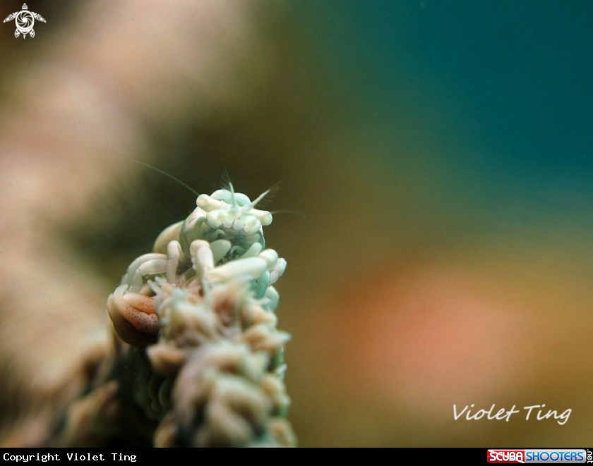 Whip Coral Shrimp 