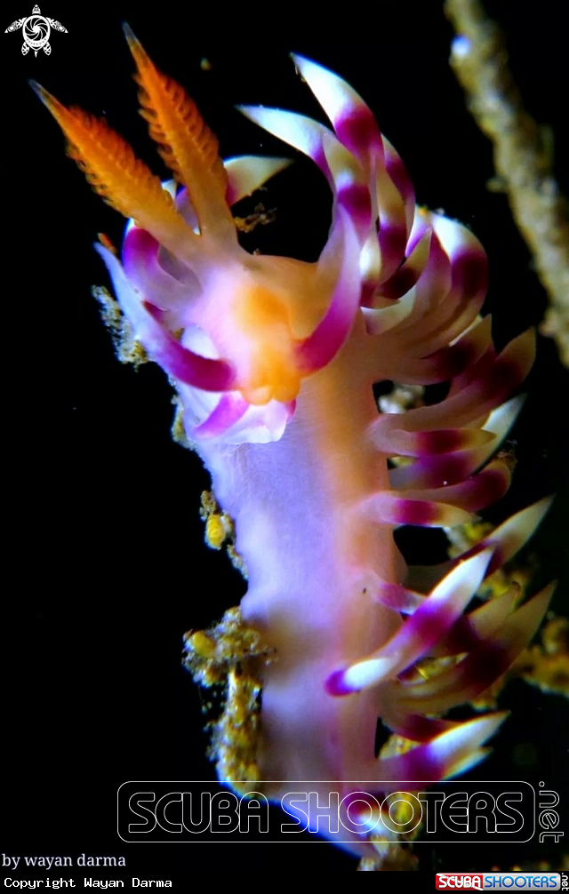 nudibranch 