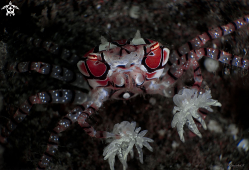 A Boxer crab | Boxer crab