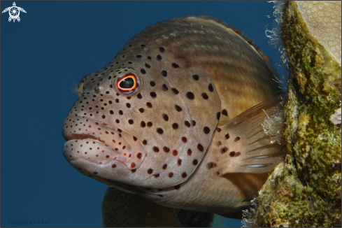 A Forster's Hawkfish