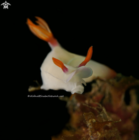 A hypselodoris bullocki | Nudibranch