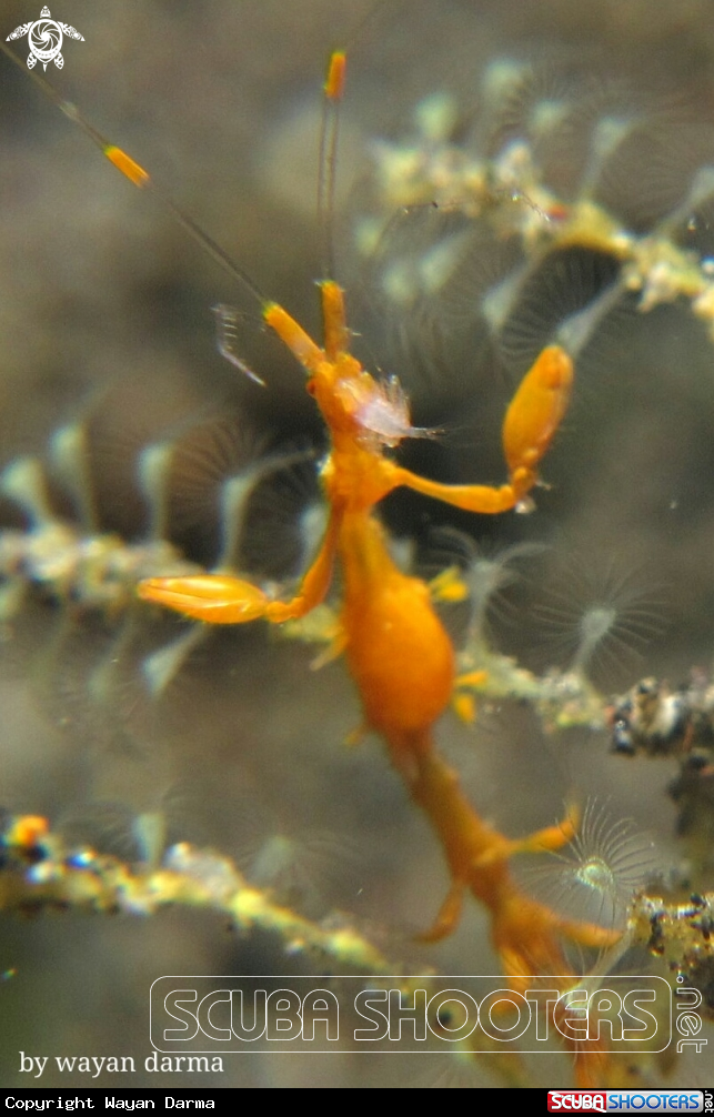 Skeleton shrimp 