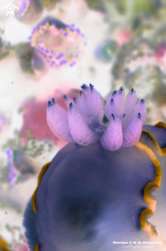 A Felimida purpurea [Chromodoris] | Nudibranch