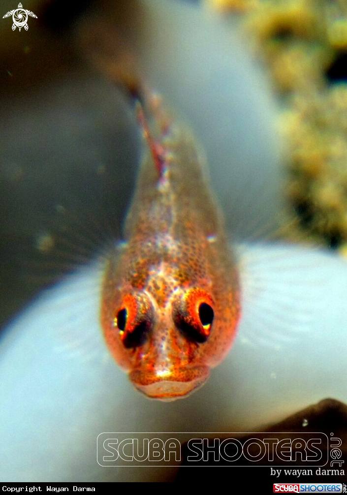 fish eyes