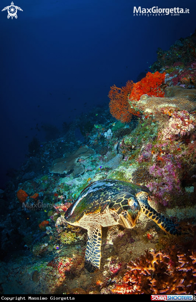 turtle in PNG