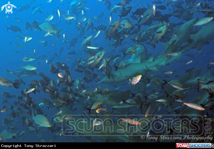 A Many species including Lemon Sharks and Giant Trevally