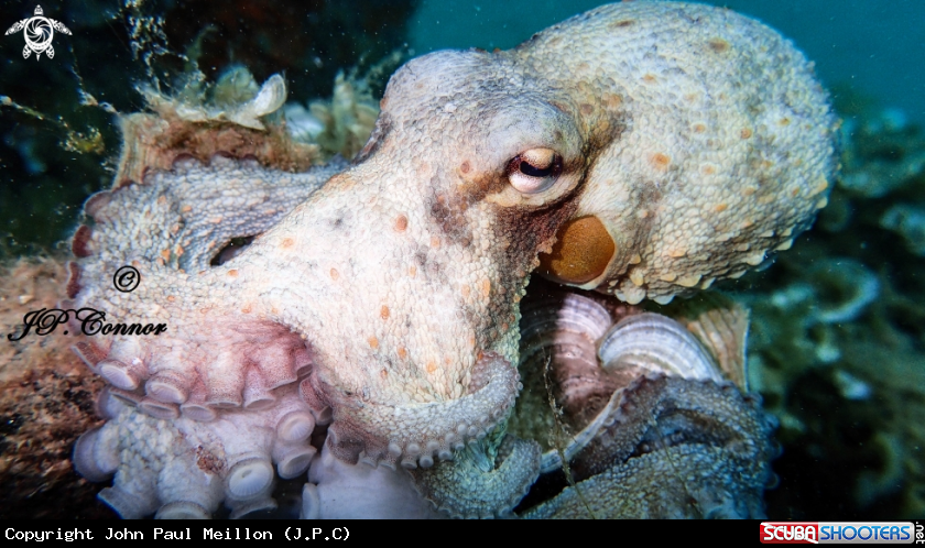 Baby Octopus 
