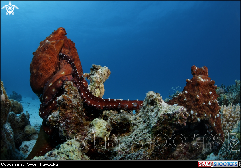 red sea octolove