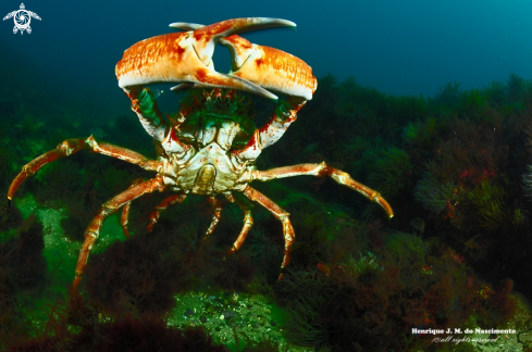 A Maja brachydactyla | Crab
