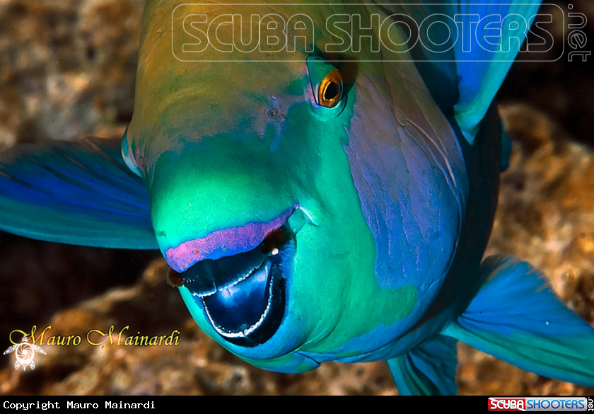 Parrotfish portrait