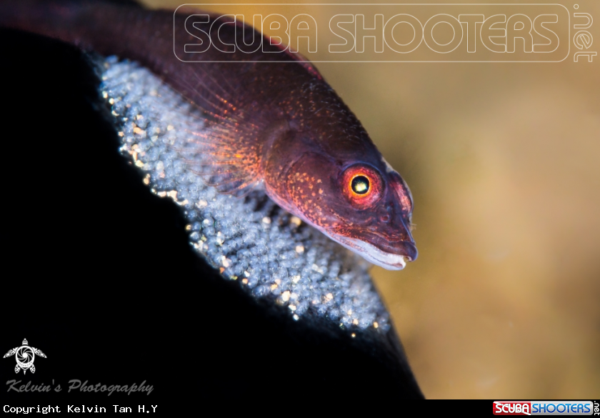 Black goby with eggs