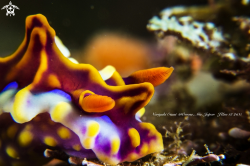 A Miamira magnifica | Nudibranch