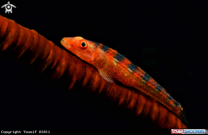 A The Common Ghost goby