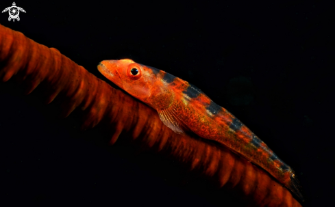 A Pleurosicya mossambica | The Common Ghost goby