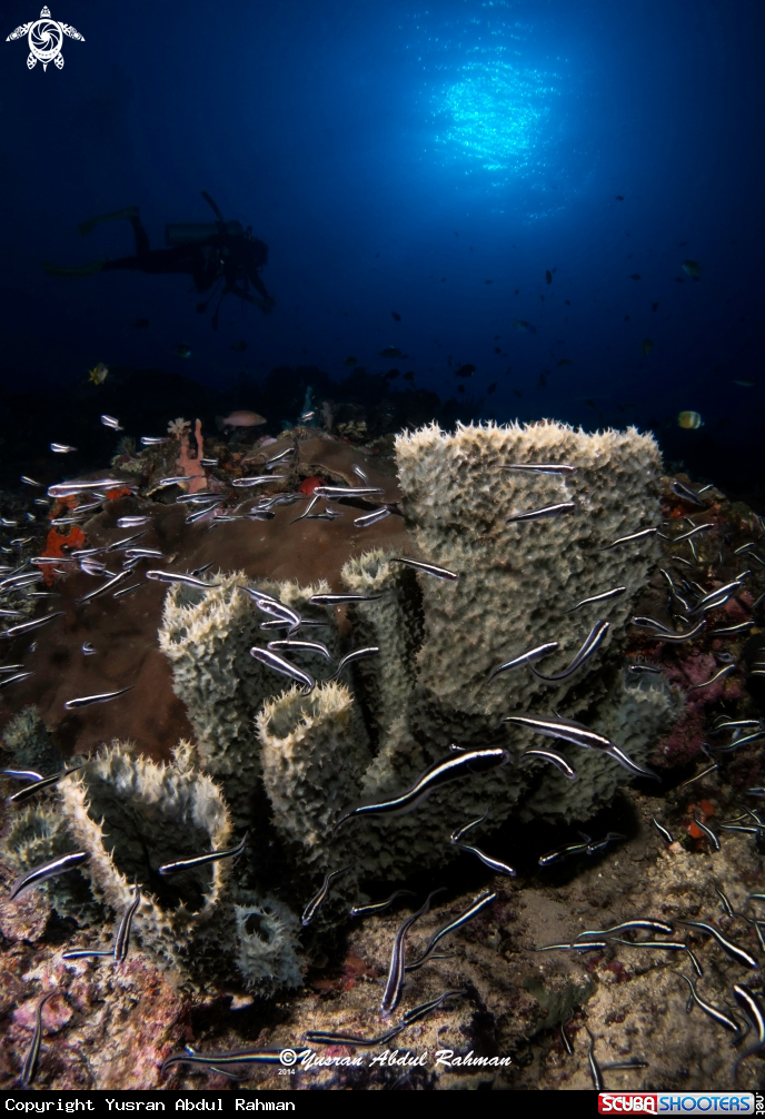 A Underwater Seascape