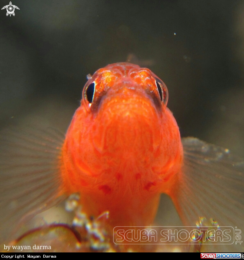 Red goby